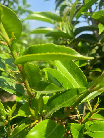 Portugese Laurier - Prunus Lusitanica 'Angustifolia'